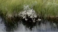 Swan Dream