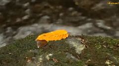 Enchantment