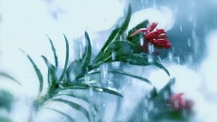 The Rain