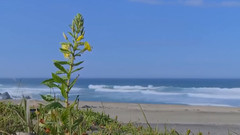Whistle Of The Wind
