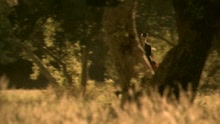 Trouble (Video)
