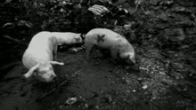 Dirt (Video)