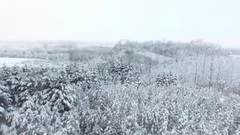 Snowflakes