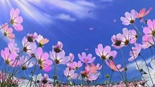 《格桑花开》