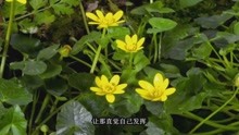 风雨彩虹《铿锵玫瑰》