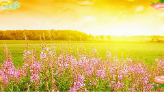 Bloom