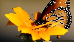 The Purple Butterfly